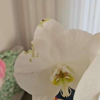 Kötü Durumda Orkide Teslimatı Ve İlgisiz Müşteri Hizmetiyle Hayal Kırıklığı