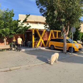 Paşa Taksi (Ephesia Yanı) Köpeklerini Bağlamıyor ve Saygısızlar