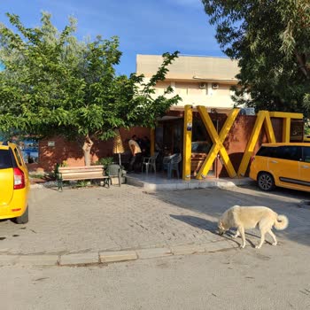 Paşa Taksi (Ephesia Yanı) Köpeklerini Bağlamıyor ve Saygısızlar
