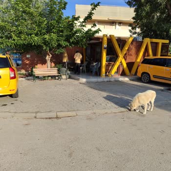 Paşa Taksi (Ephesia Yanı) Köpeklerini Bağlamıyor ve Saygısızlar