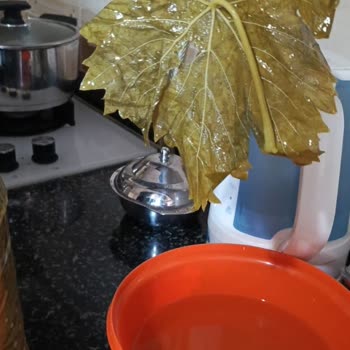 Hayriyenin.elinden Yaprağın Görünenle Alakası Yok