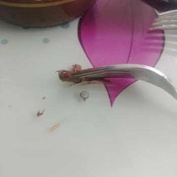 Kakaolu Fındık Kremasında Metal Parçası Bulduk Sağlık Riski Endişesi Yaşıyoruz