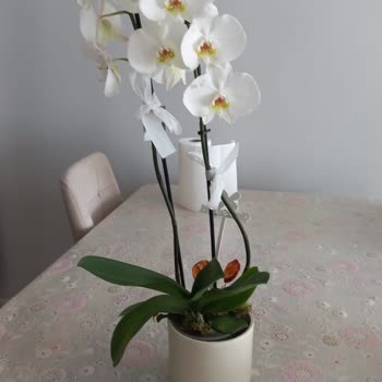 Çiçek Sepeti Anneler Günü Siparişimde Yanlış Ürün Ve Haftalardır Süren İlgisizlik