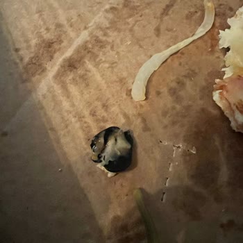Siparişimden Plastik Parça Çıktı Şikayetim Çözümsüz Kaldı