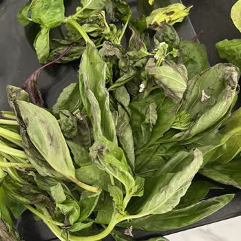 Çürük Ve Bozulmuş Ürünlerle Kötü Müşteri Hizmeti