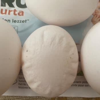 Büyük Boy Yumurta Kutusundan Küçük Yumurtalar Çıkıyor