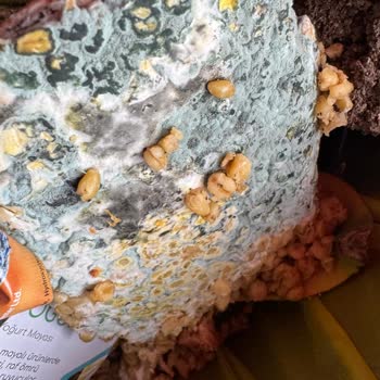 Duru Sebzeli Bulgur Pilavı Son Kullanma Tarihi Geçmeden Küflendi