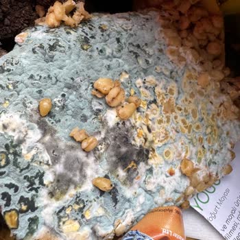 Duru Sebzeli Bulgur Pilavı Son Kullanma Tarihi Geçmeden Küflendi