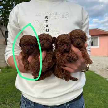 Kimsesiz Yavrular İsimli Hayvan Sahiplendirme Sitesi Şikayeti