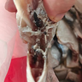 Balık Temizlenmedi, İade Talebime Saatlerdir Dönüş Yapılmadı