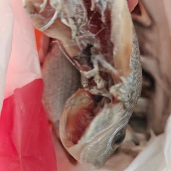 Balık Temizlenmedi, İade Talebime Saatlerdir Dönüş Yapılmadı