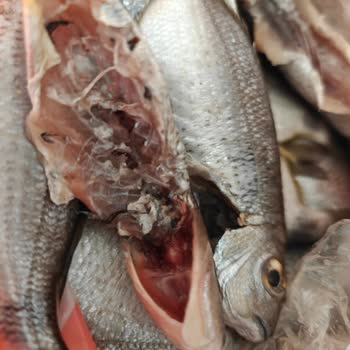 Balık Temizlenmedi, İade Talebime Saatlerdir Dönüş Yapılmadı