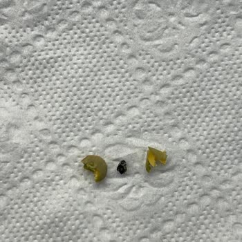 Mercimekten Böcek Çıkması Hayal Kırıklığı Yarattı