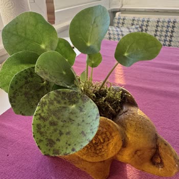 Çürük Bitki Ve Yetersiz Müşteri Desteği Hayal Kırıklığı Yarattı