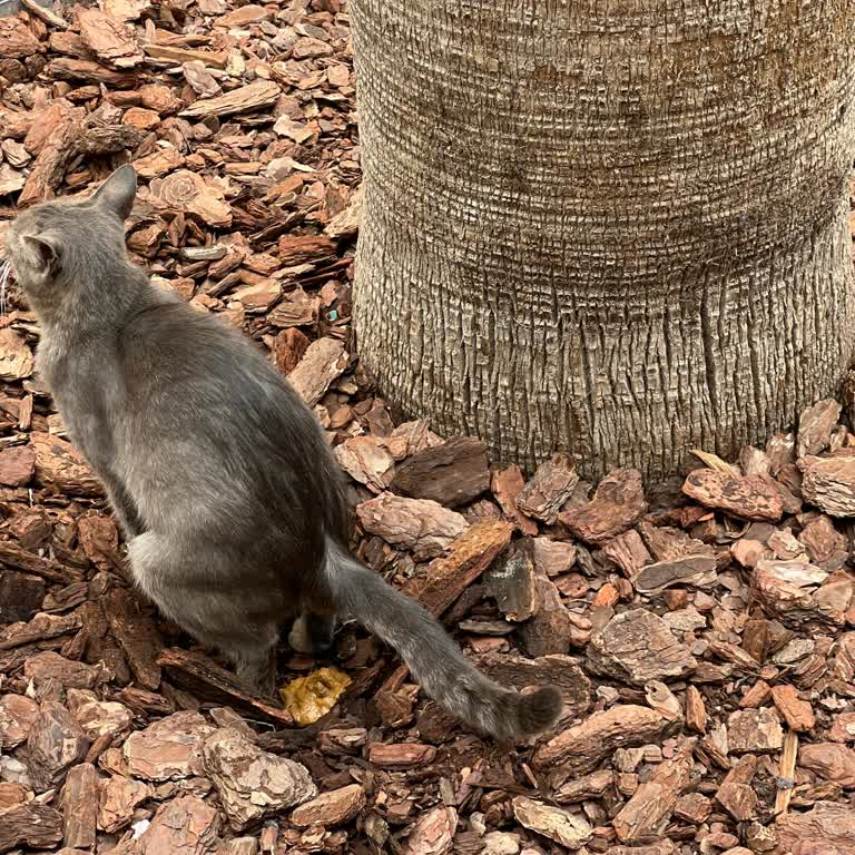 Forum İstanbul AVM'deki Kediler Ve Hijyen Sorunu