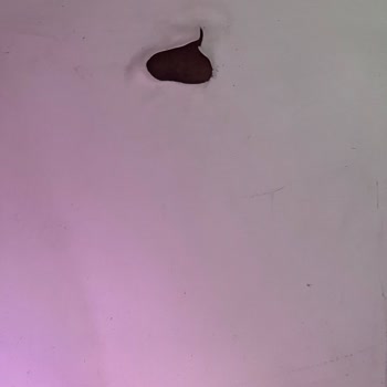 Air Wick Oda Kokusu Cihazı Mobilyamı Zedeledi