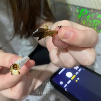 Winston Slender Blue Paketlerinde Sıkça Karşılaşılan Kalite Sorunu