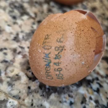 Yumurtadan Çürük Civciv Ve Kötü Koku Şoku!