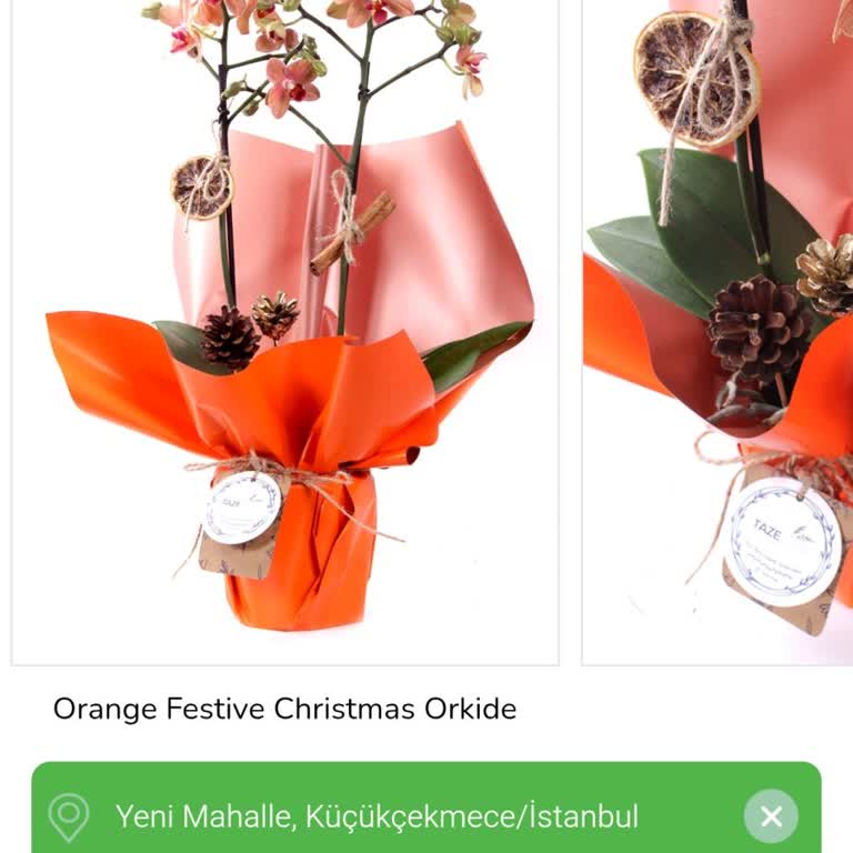 Taze Çiçek | Tazecicek.com Görseldeki Ürünle Alakasız Orkide