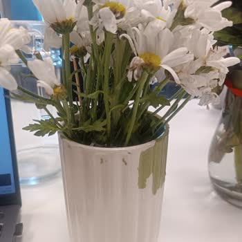 Teslim Edilen Çiçeklerin Kötü Durumu Ve Hayal Kırıklığı