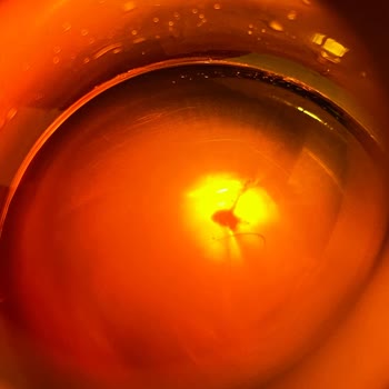 Argivit Classic Şurup İçinde Siyah Tortu Ve Firma İletişimsizliği Endişesi