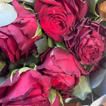 Solmuş Ve Çirkin Çiçeklerle Hayal Kırıklığı Yaşadım