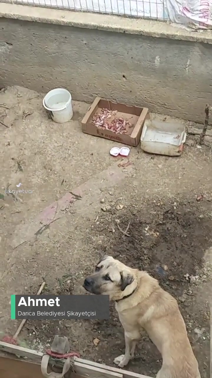 Darıca Belediyesi Saldırgan Köpek Ve Pisliği, Etrafı Fare Bastı videonun kapak resmi