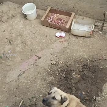 Darıca Belediyesi Saldırgan Köpek Ve Pisliği, Etrafı Fare Bastı