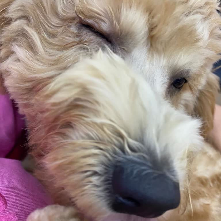 Florya Vet'in Yanlış Tıraşı Yüzünden Köpeğimin Gözü Enfeksiyon Kaptı