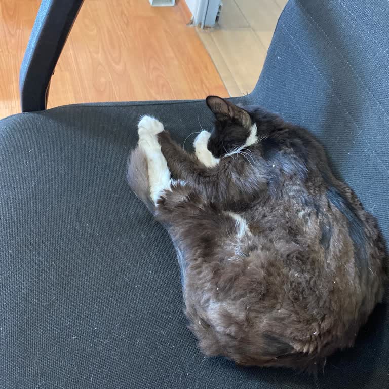 Veterinerde Yetersiz İlgi Sonucu Kedimizin Sağlığı Kötüleşti