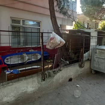 Avşa Adası'nda Düzen Ve Temizlik Sorunu