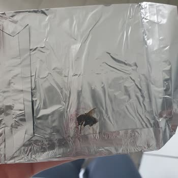 Çikolatanın İçinden Sinek Çıkması Nedeniyle Yaşanan Hijyen Sorunu