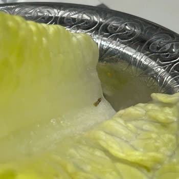 Yemekte Ve İçecekte Böcek Çıkması, Hijyen Eksikliği Ve İlgisiz Personel