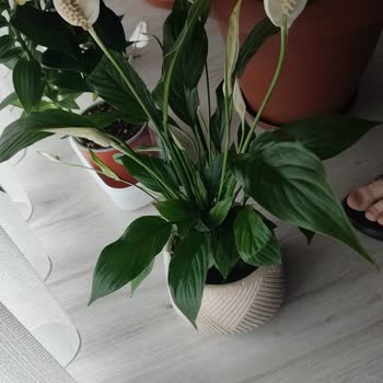 Siparişim Görselden Farklı Ve Solgun Çiçeklerle Teslim Edildi