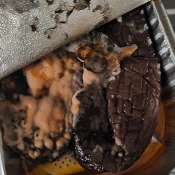 Tarihi Geçmemiş Üründe Küf Sorunu Yaşadım