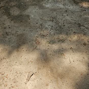 Aldığım Bermuda Çimi Büyümedi Müşteri Hizmetleri Çözüm Sunmadı