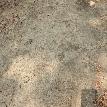 Aldığım Bermuda Çimi Büyümedi Müşteri Hizmetleri Çözüm Sunmadı