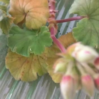 Zengarden Sipariş Edilen Fide Sararmış Ve Cansız Geldi