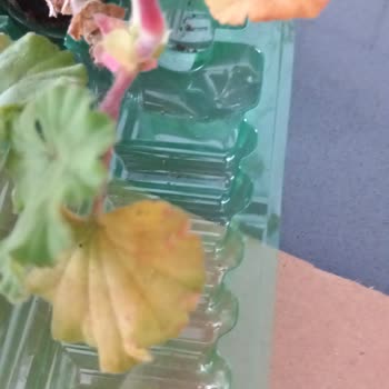 Zengarden Sipariş Edilen Fide Sararmış Ve Cansız Geldi