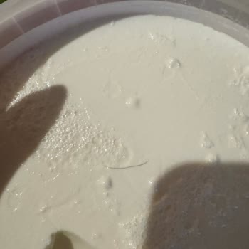 Yoğurt Kapağında Kıl Çıkması Ve Hijyen Endişesi