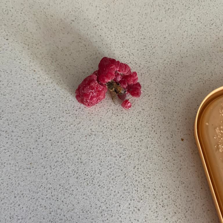 Feast Dondurulmuş Frambuaz Ürününde Ölü Arı Şoku