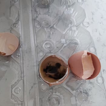 Küflü Yumurta Nedeniyle Yaşadığım Mağduriyet Hala Giderilmedi