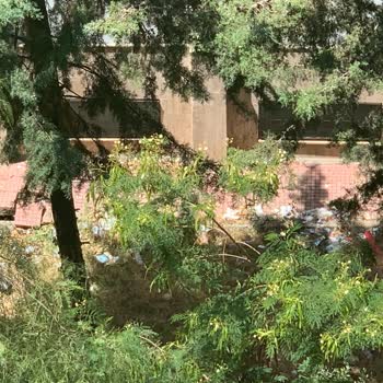 Yenişehir Mersin Anadolu Lisesi Bahçesindeki Çevre Kirliliği