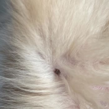 Bayramoğlu Mahallesinde İlaçlama Eksikliği Hayvan Sağlığını Tehdit Ediyor