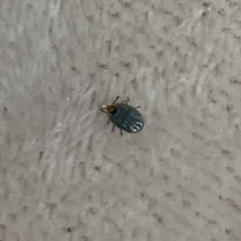 Bayramoğlu Mahallesinde İlaçlama Eksikliği Hayvan Sağlığını Tehdit Ediyor