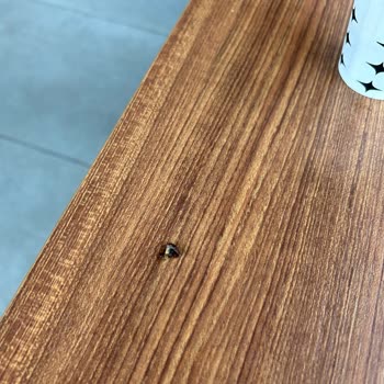 Aldığım Türk Kahvesinden Böcek Çıktı, Markaya Güvenim Sarsıldı