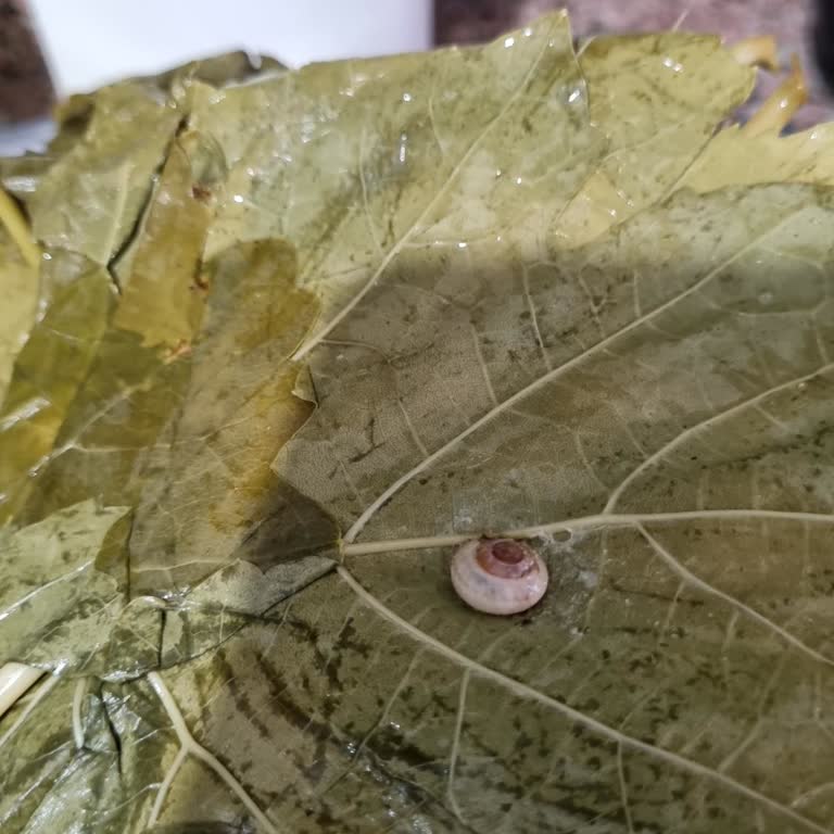 Aldığım Asma Yapraklarında Böcek Çıktı Firma İlgisiz Kaldı