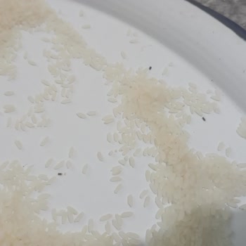 Yayla Baldo Pirinçte Böcek Şoku: Hayal Kırıklığı Ve Güven Kaybı