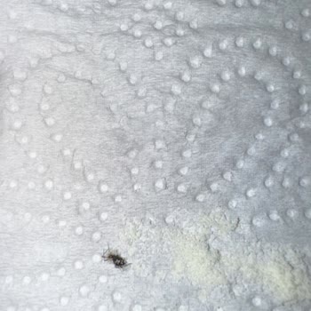 Nestlé Anne Bebek Mama İçinden Böcek Çıkması Ve Bebeğimin Sağlığının Tehlikeye Girmesi!