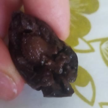 Zeytin Ürününde Yabancı Madde Şikayeti